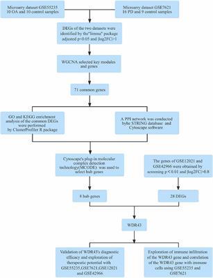 WDR43 is a potential diagnostic biomarker and therapeutic target for osteoarthritis complicated with Parkinson’s disease